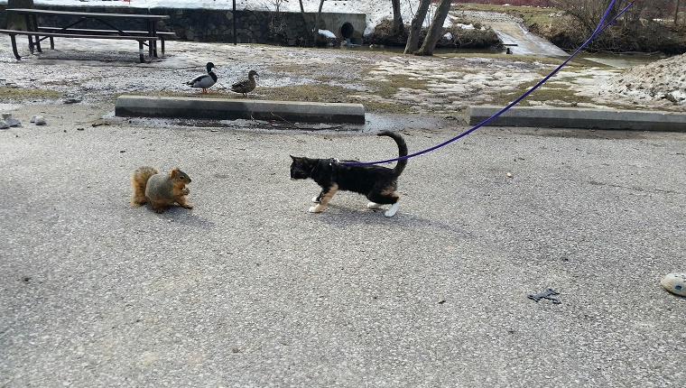 Dog And Squirrel Looking At Each Other On Road