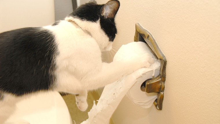 Cat-unrolling the toilet paper