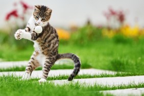 summer time in the garden, cute kitty playing with white ball.