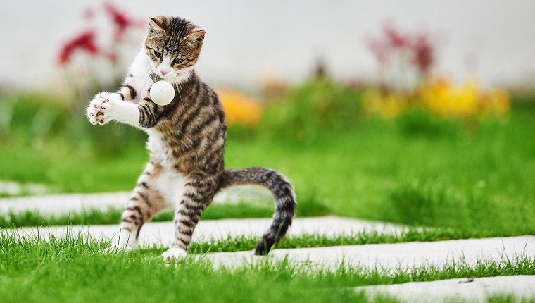 summer time in the garden, cute kitty playing with white ball.