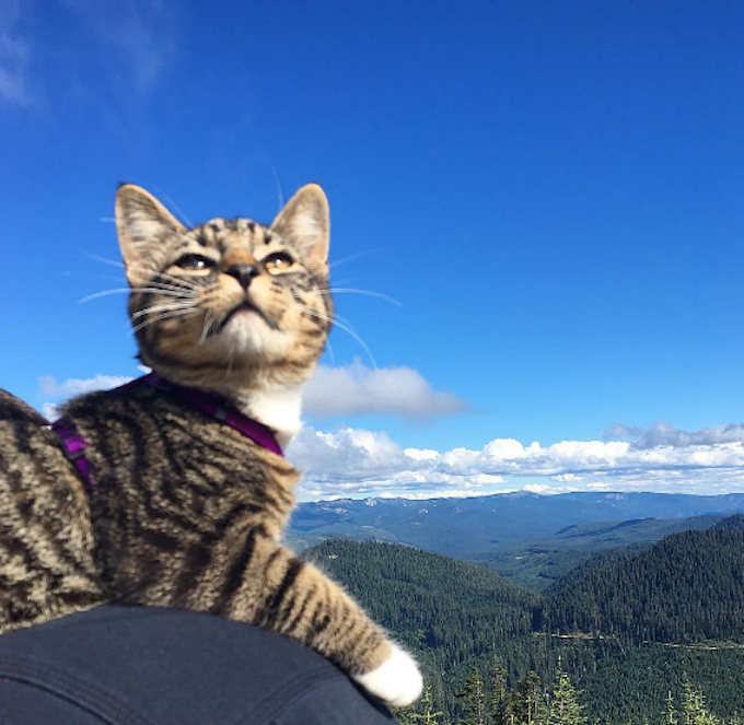 Adventure-Cats-Toby