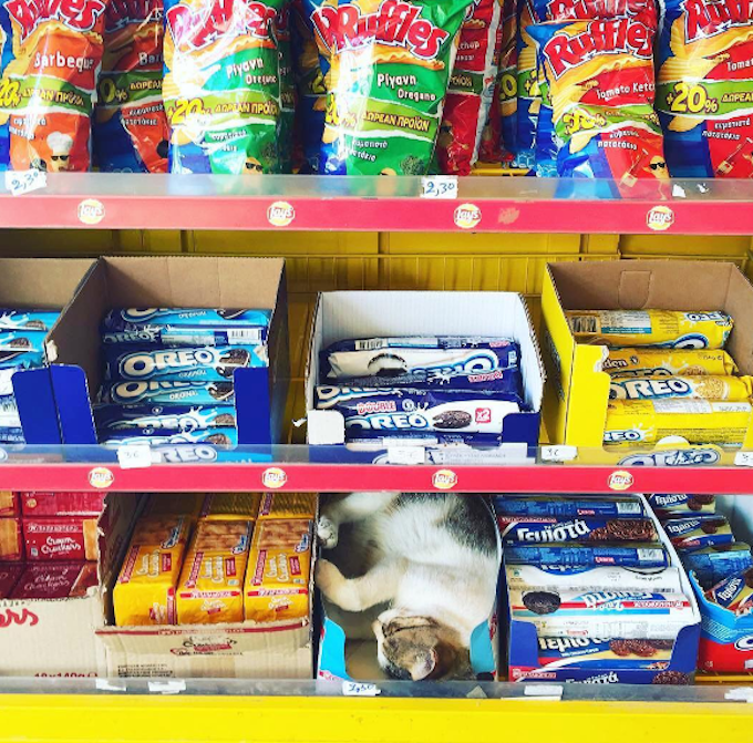 Bodega-Cats-If-It-Fits-I-Sits