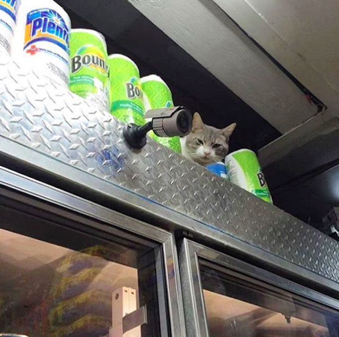 Bodega-Cats-Secutiry-Camera