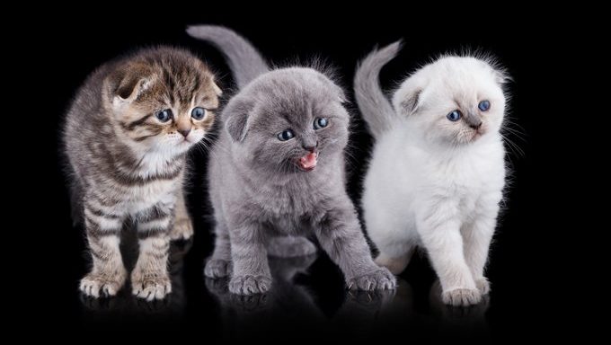 kittens