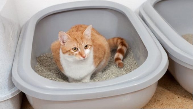 cat in litter box