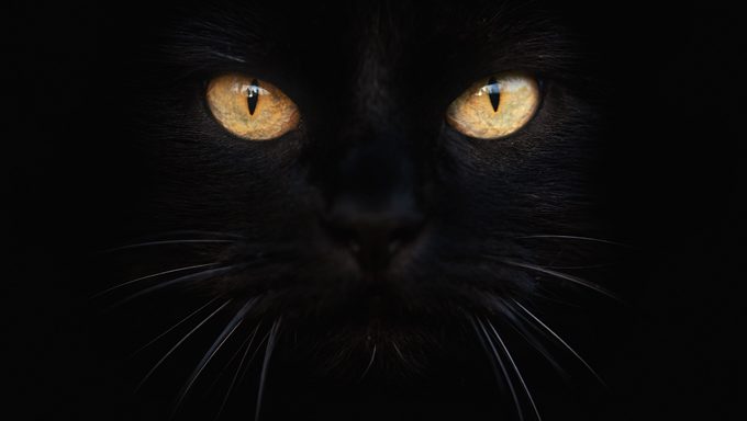 black cat with yellow eyes