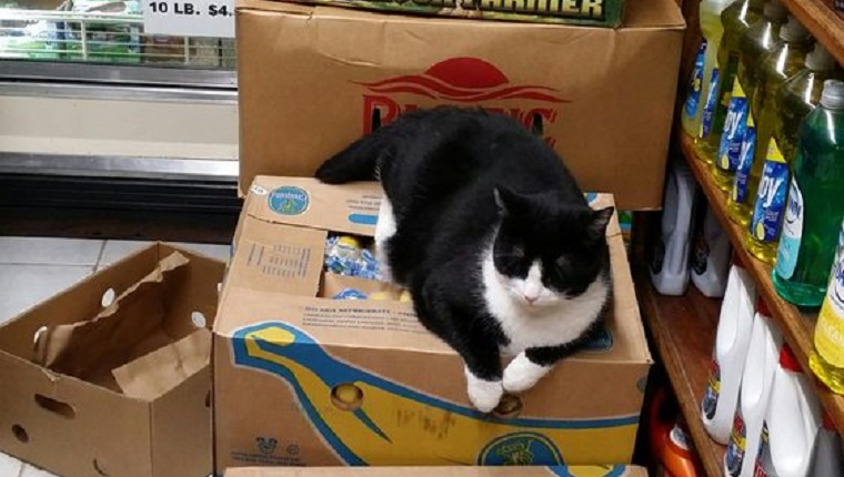 bodega-cat-yelp-3