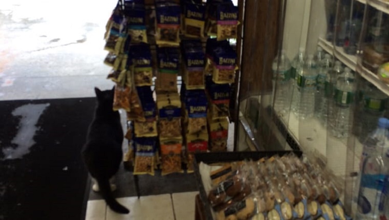 bodega-cat-yelp-4