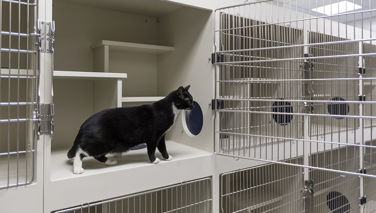 Cat sitting in open cage in animal shelter