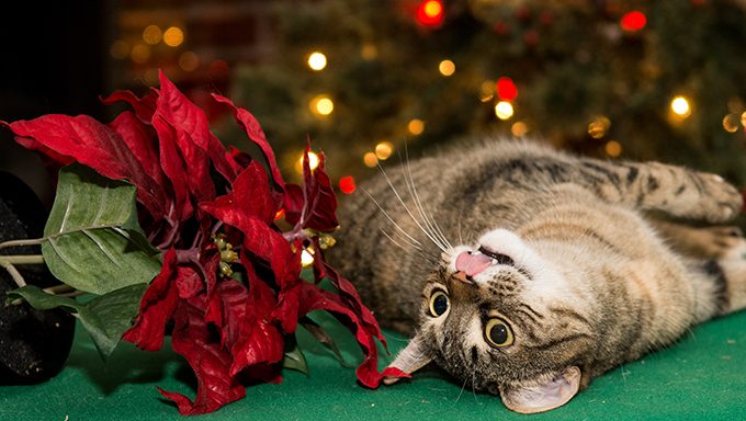 cat near christmas plant