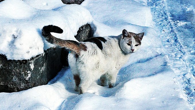 cat in snow