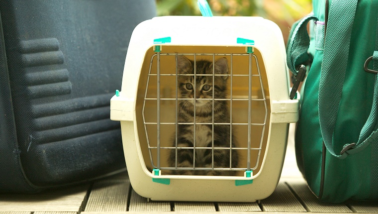 European brown tabby (Felis catus) kitten, in travel container. (Photo by: Auscape/UIG via Getty Images)