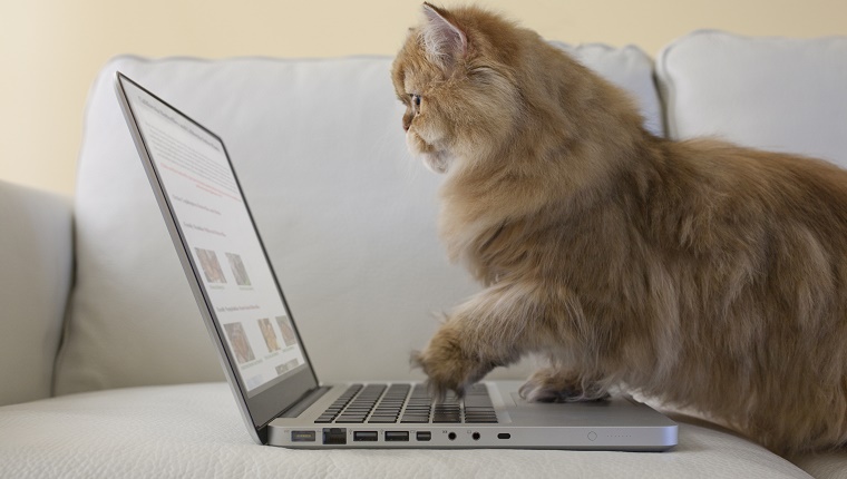 Persian Cat using laptop computer