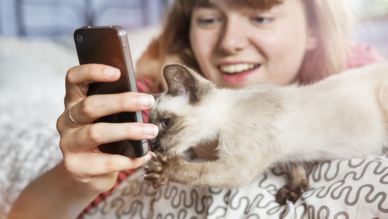 Kitten looks at mobile phone screen.