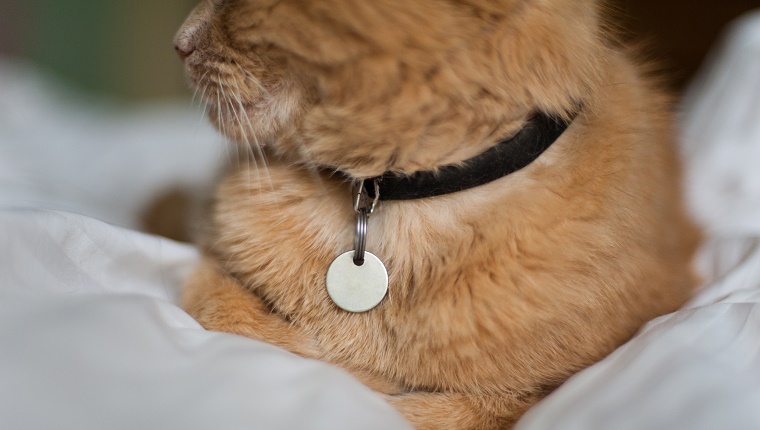 A ginger cat resting on a bed with white sheets. He has a name tag visible and his nose, whiskers and mouth are visible.