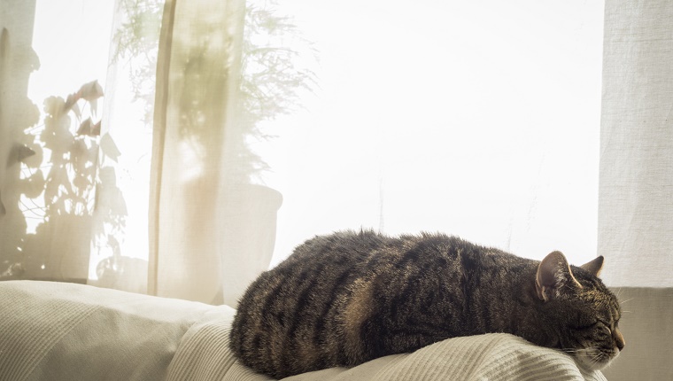 Cat sleeping on couch in front of curtain.