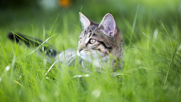 little tabby cat in green gras