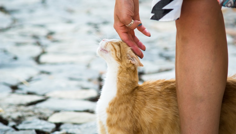 We were travelling through Crete and found this little buddy relaxing in monastery we were passing by.