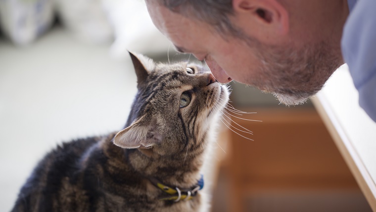 man and old cat: real love - have faith in / trusting - back-lit