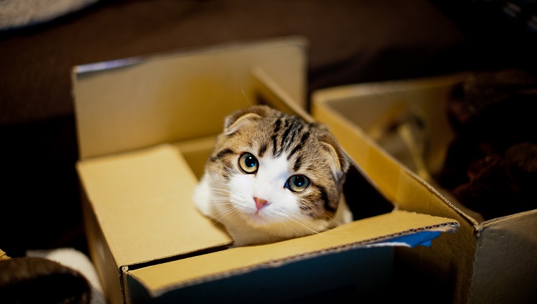 Cat in box and looking up.