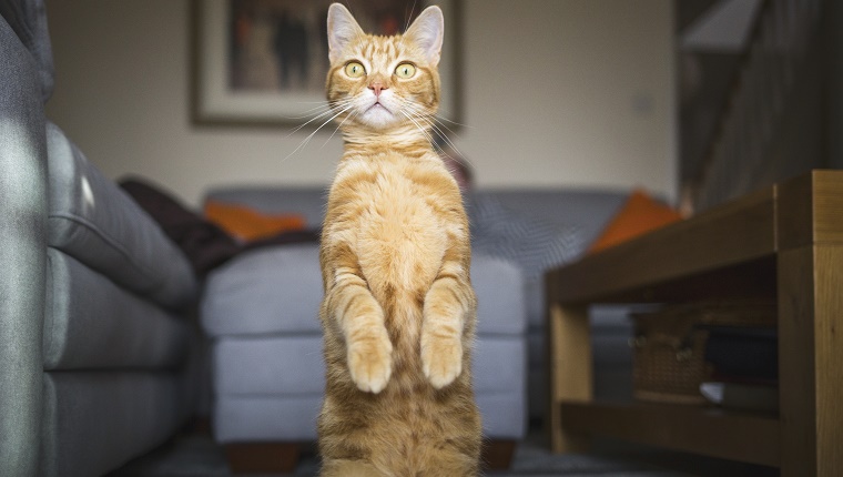 Ginger cat in domestic living room, standing up on his hind legs looking alert and staring past the camera