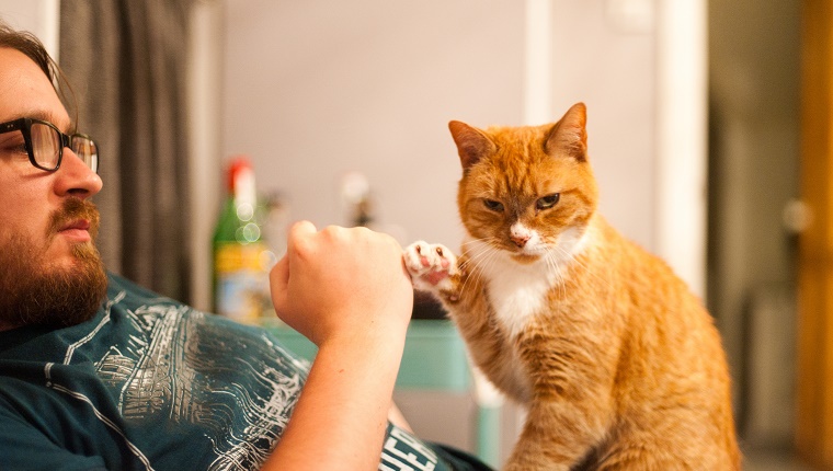 A man wearing glasses and his pet, ginger cat, do a fist bump together with the man's fist and the cat's paw