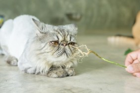 Gray striped Persian cat and a root of Indian acalypha.