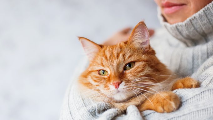 woman holding orange cat