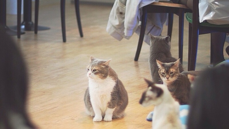 Cats Relaxing On Floor