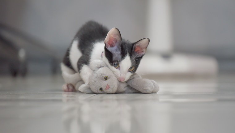 cute grey cat play hunter with kitten doll as victim lay on floor