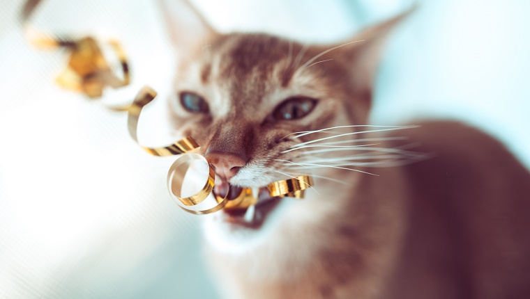 Domestic cat, kitten playing with tinsel.