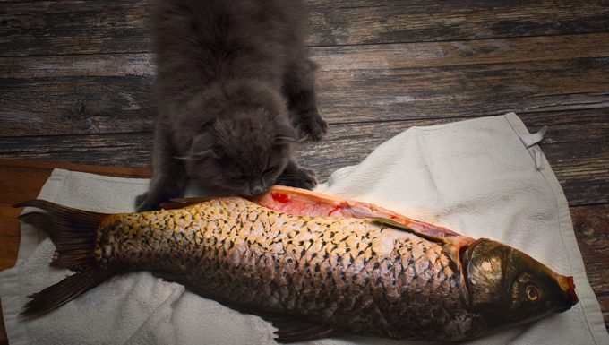 cat eating fish