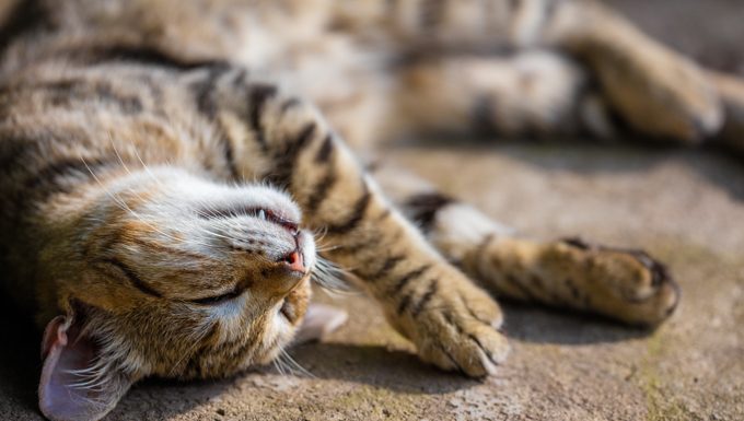 cat relaxing in the sun