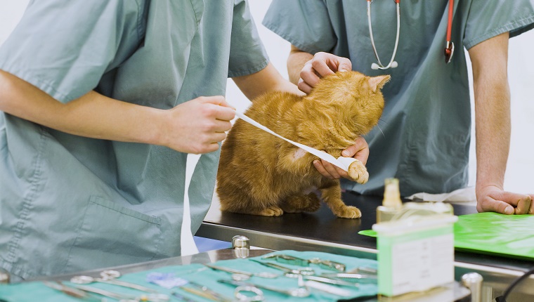 Veterinarians bandaging cat