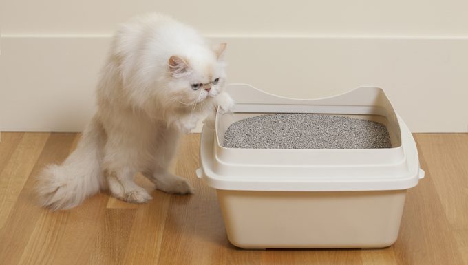 cat next to litter box