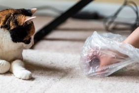 Calico cat face looking funny humor at mess on carpet inside indoor house home with hairball vomit stain and woman owner cleaning picking up with plastic bag