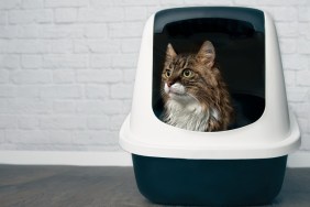 Young Maine Coon cat sitting in a closed llitter box and looking sideways.