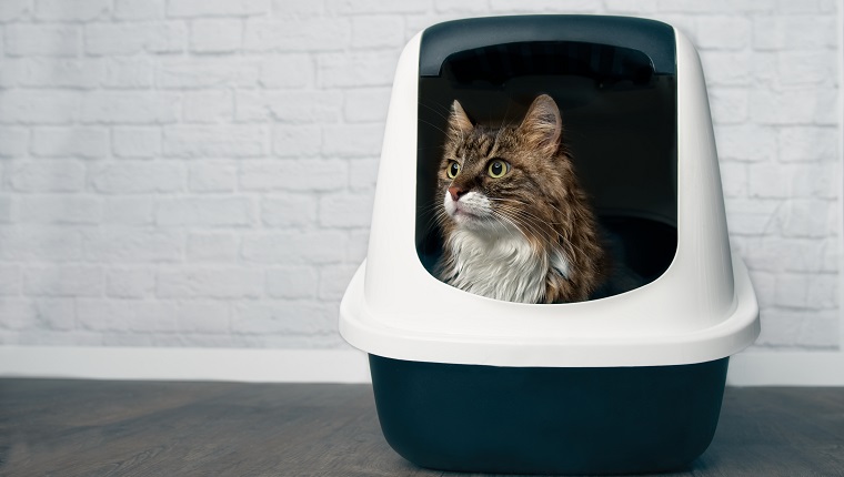 Young Maine Coon cat sitting in a closed llitter box and looking sideways.