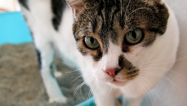 Cat using toilet, cat in litter box, for pooping or urinate, pooping in clean sand toilet. Cleaning cat litter box. A cat looking at her own poop in the blue litter box. Kitty litter. Cat at home.