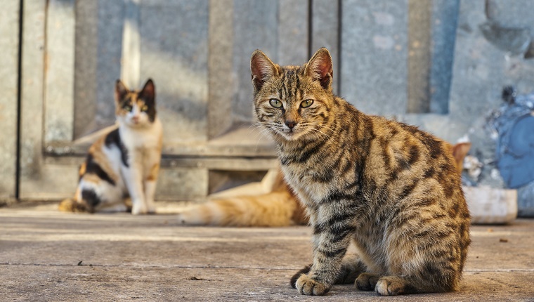 Stray Cats Looking At Camera