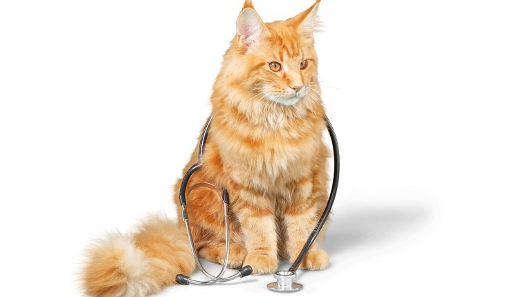 Cat with Stethoscope