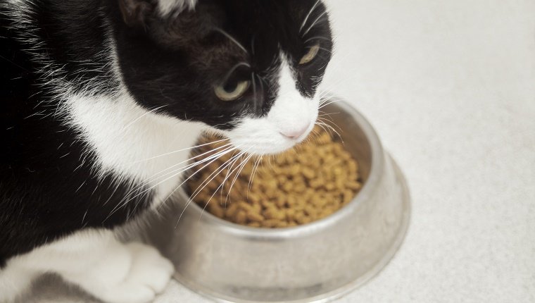 Cat eating from his bowl on the kitchen floor