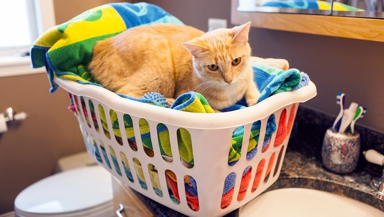 Young Cat in laundy basket