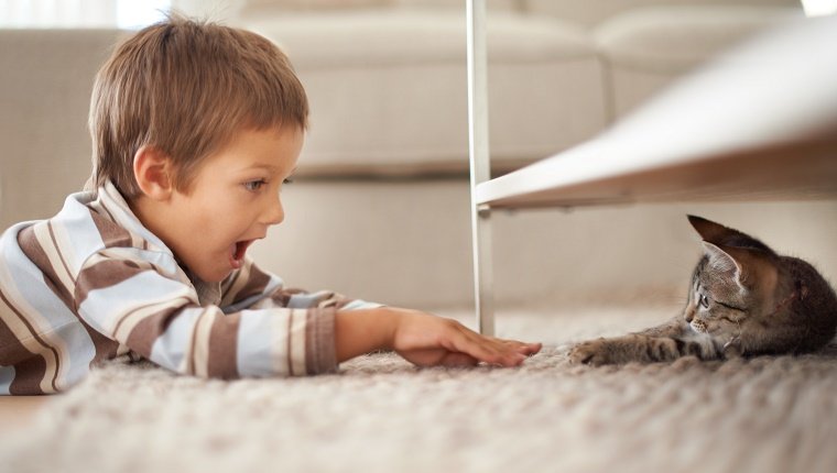 A little boy lying on his bedroom floor and playing with a kittenhttp://195.154.178.81/DATA/i_collage/pi/shoots/783344.jpg