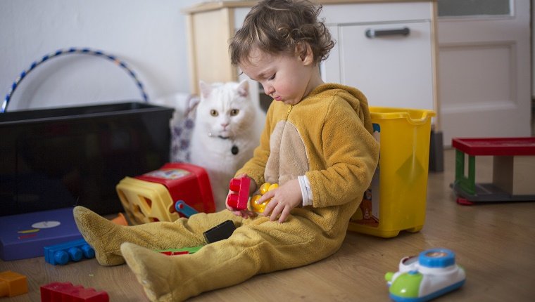 playing with blocks and the cat"n