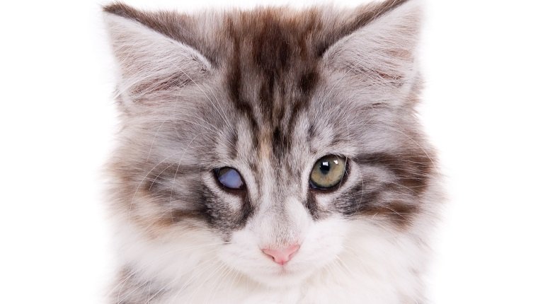 Portrait of a kitten with one blind eye. White background. Square composition. (1x1)