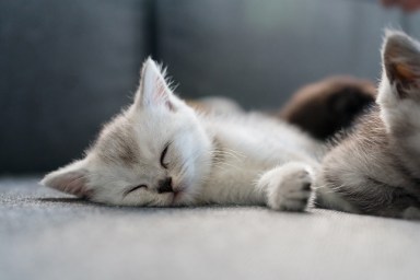 British Shorthair kitten