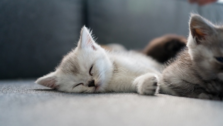 British Shorthair kitten