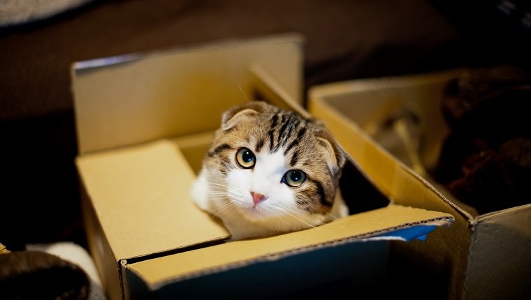 Cat in box and looking up.