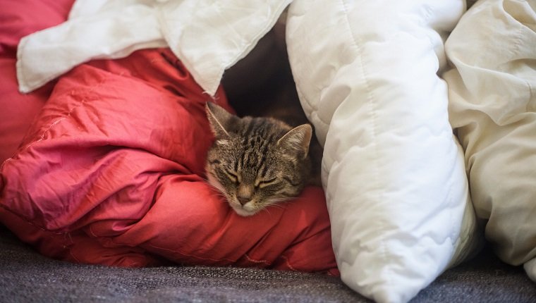 A sleeping cat using blankets as a fort